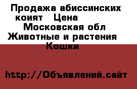 Продажа абиссинских коият › Цена ­ 10 000 - Московская обл. Животные и растения » Кошки   